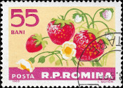 Na rumunsk znmce o nominln hodnot 55 Bani je keek jahod na okrovm pozad s npisem 55 BANI.
Jsou na n zral jahody i kvty. V doln sti znmky je fialov pruh s npisy: POSTA a R.P.ROMINA.