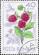 Na potovn znmce Rumunska v nominln hodnot 40 BANI je konec vtve malinku s listy a souplodmi malin. Na blm pozad
je fialov nkres kvetoucho konce vtve, letcho hmyzu rmeek a npisy POSTA ROMANA a 40 BANI.