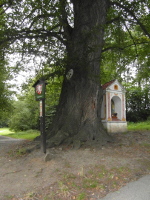 Na fotografii je vidt pedevm mohutn strom a trochu v zkrytu vklenkov kaple.