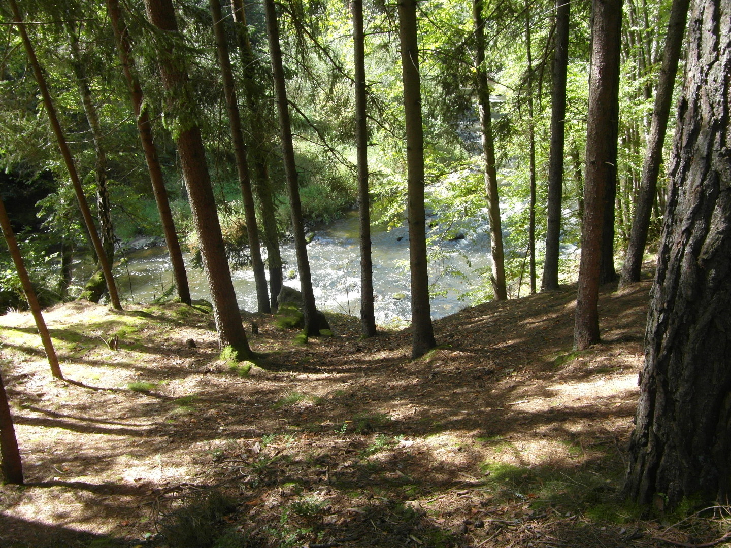 Na fotografii je svait vnitek lesa (stromy), dole je eka Male
          a travnat druh beh.