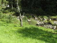 Na fotografii je travnat beh, kamenit koryto eky Male, strom a kee.