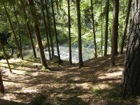Na fotografii je svait vnitek lesa (stromy), dole je eka Male
          a travnat druh beh.