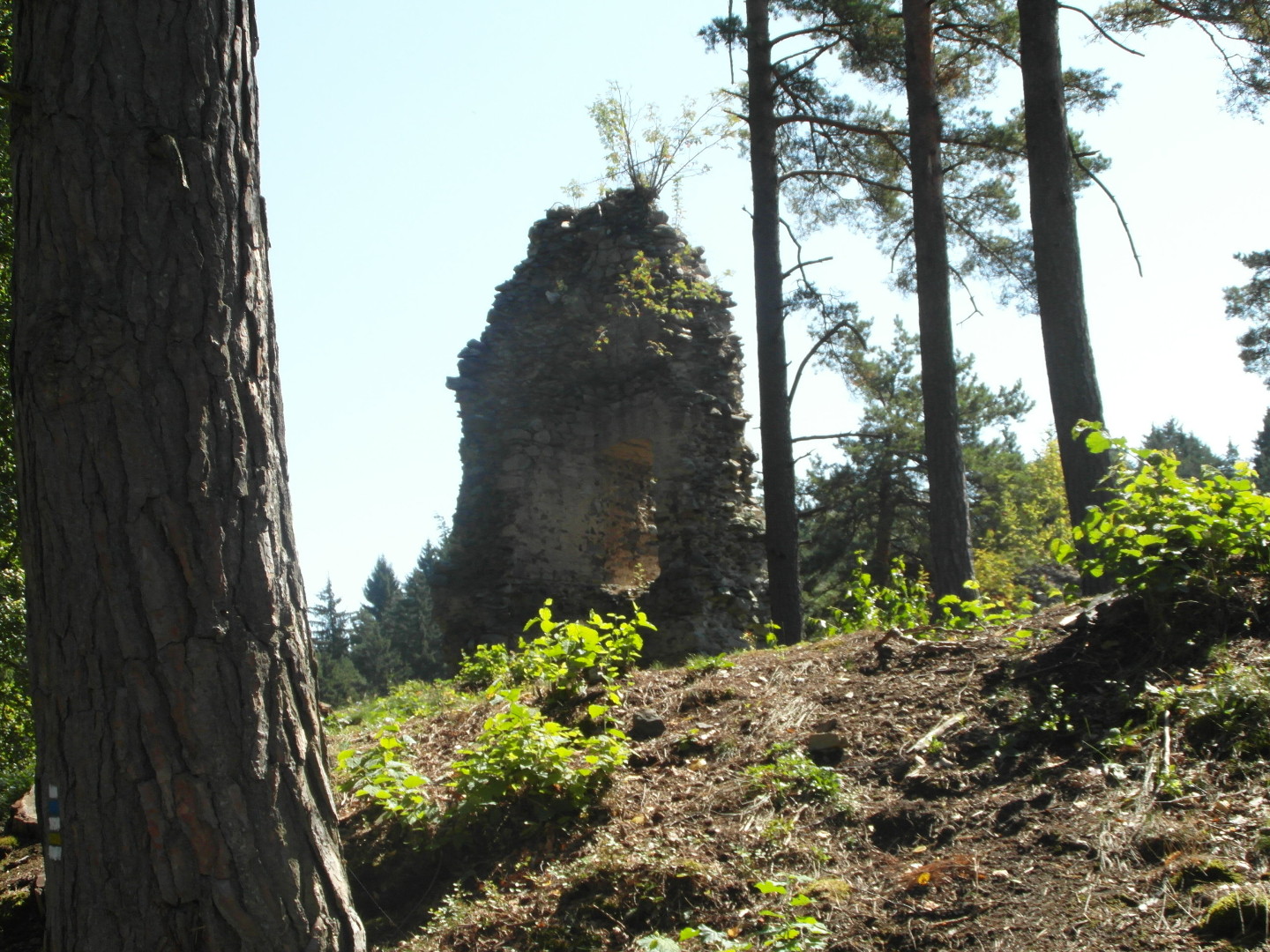 Na fotografii je vidt horn st ruiny ve se vstupnm portlem, porost a stromy. 
  Na sti zdi jsou zbytky omtky. Zbr je zdola. Na vrcholu zdi je legran kek.