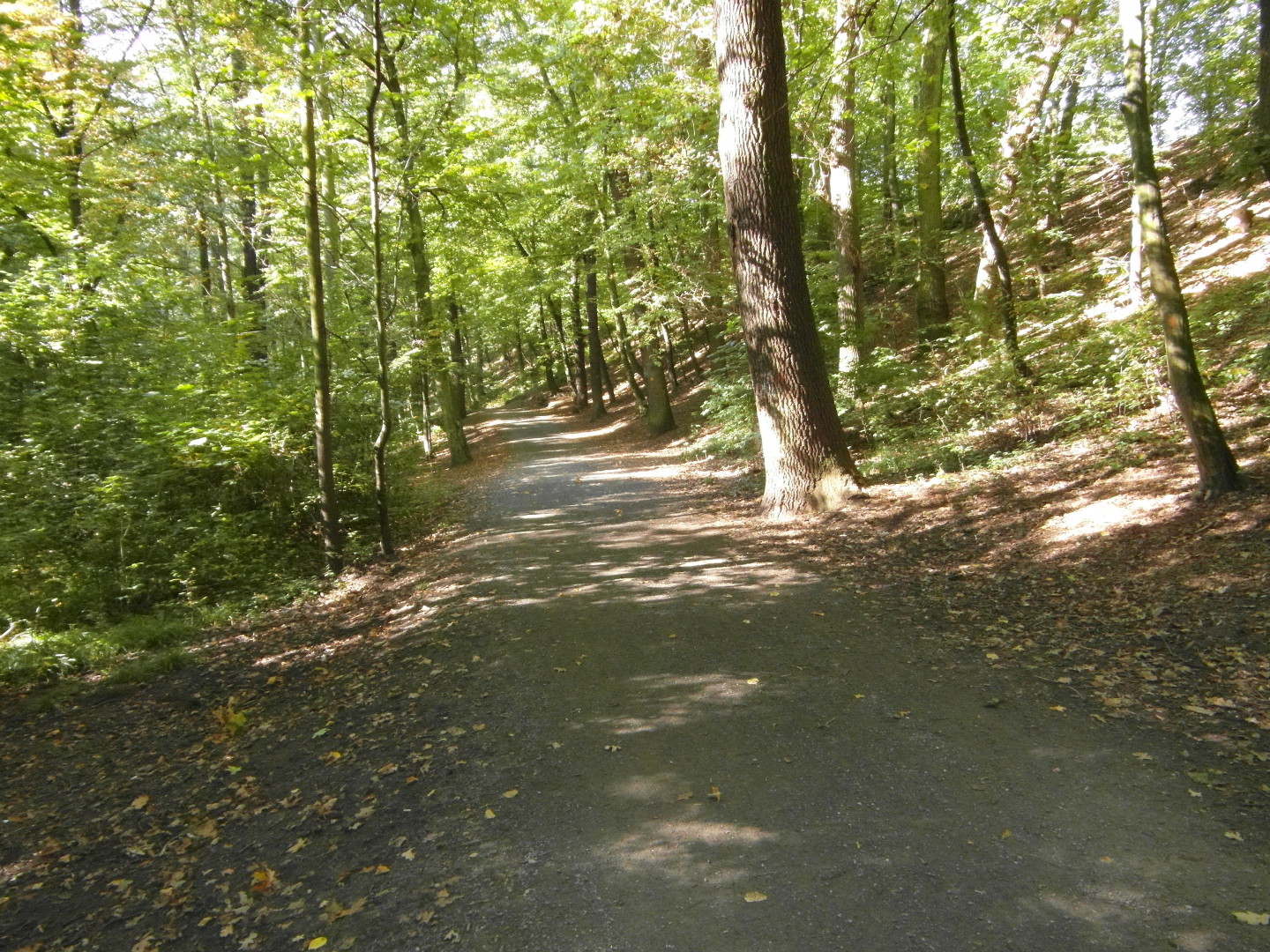 Na fotografii z vletu je cesta listnatm lesem. Je ve svahu k potoku, ale je sjzdn 
      i pro vozidla.