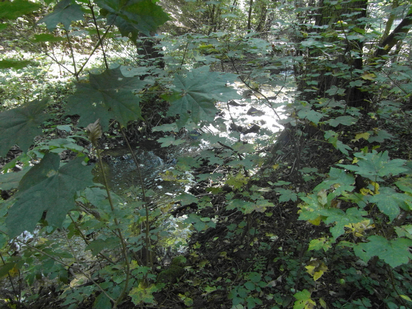 Na fotografii z vletu je vidt odlesk svtla na hladin potoka v hust sti lesa.
  V zbru snmku jsou v poped listy javoru.