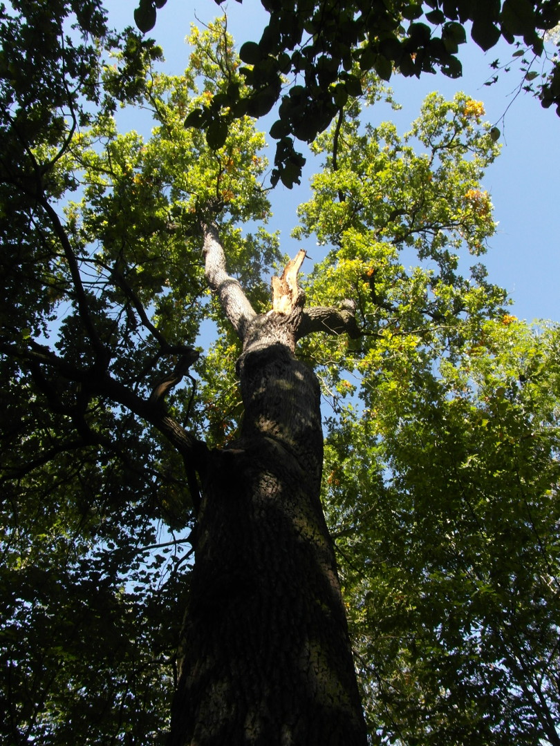 Na fotografii z vletu je pohled podl kmenu pamtnho dubu letnho do jeho koruny.
  Strom se nachz ve vchodnm okraji Kunratickho lesa u Hornch Kunratic a sdlit Chodov.