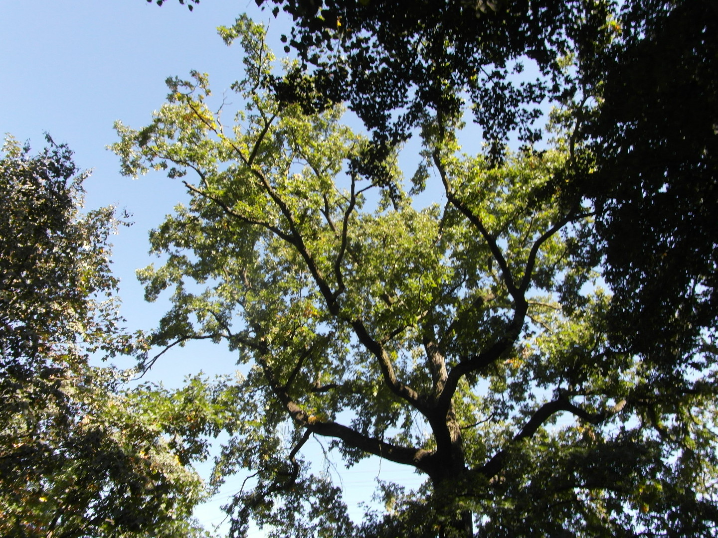Na fotografii z vletu je pohled do koruny dubu? Po obou stranch jsou vidt koruny
       dalch dvou strom.