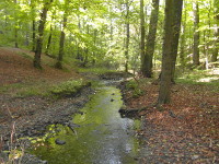 Na fotografii z vletu je potok protkajc listnatm lesem.