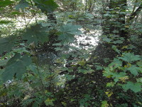 Na fotografii z vletu je vidt odlesk svtla na hladin potoka v hust sti lesa.