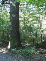 Na fotografii z vletu je pohled na kmen dubu a vedle nho ceduli oznaujc
          pamtn strom. Na ceduli je viditeln erven znak na zelenm podkladu.