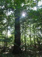 Na fotografii z vletu je pohled na kmen dubu s doln st koruny. Mezi stromy
          listnatho lesa prosvt slunce.