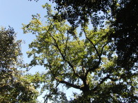 Na fotografii z vletu je pohled do koruny dubu? Po obou stranch jsou vidt koruny
          dalch dvou strom.