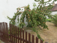 U zdi domku je strom s krsnmi zralmi merukami.