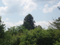 Mohutn stromy jsou jako jeden strom vidt
          nad kei jet z nstupit eleznin trati.