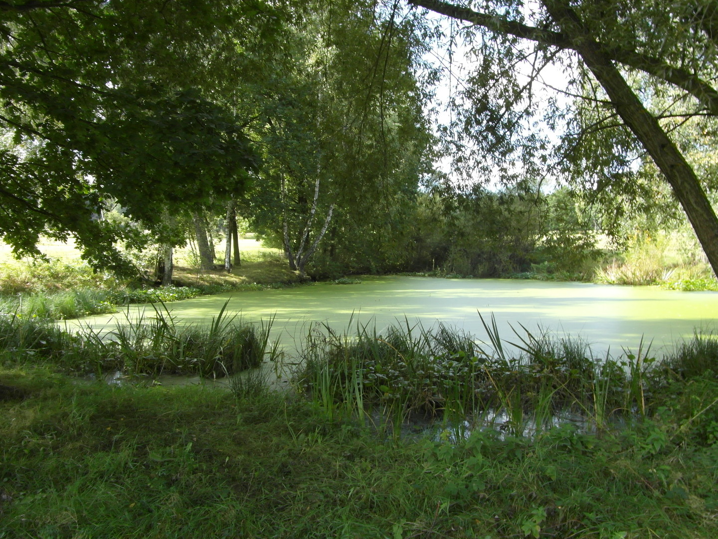 Na fotografii je mal rybnek. 
  Na bezch kolem jsou stromy. Hladina rybnka je zelen.